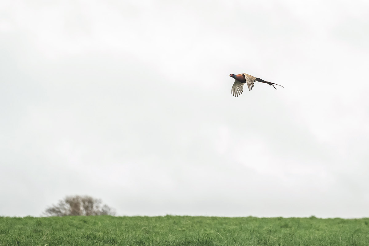 flying pheasant