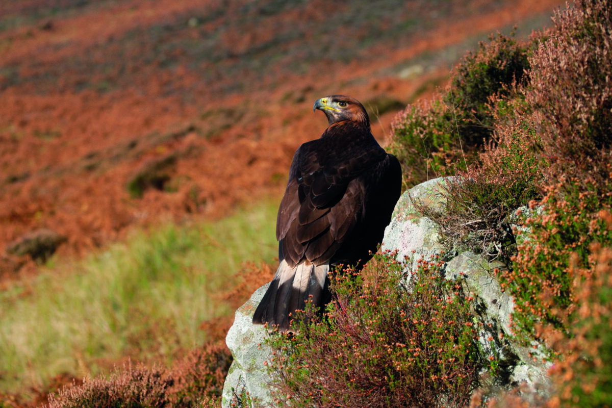 golden eagle