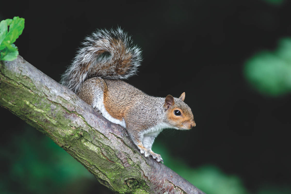 grey squirrels