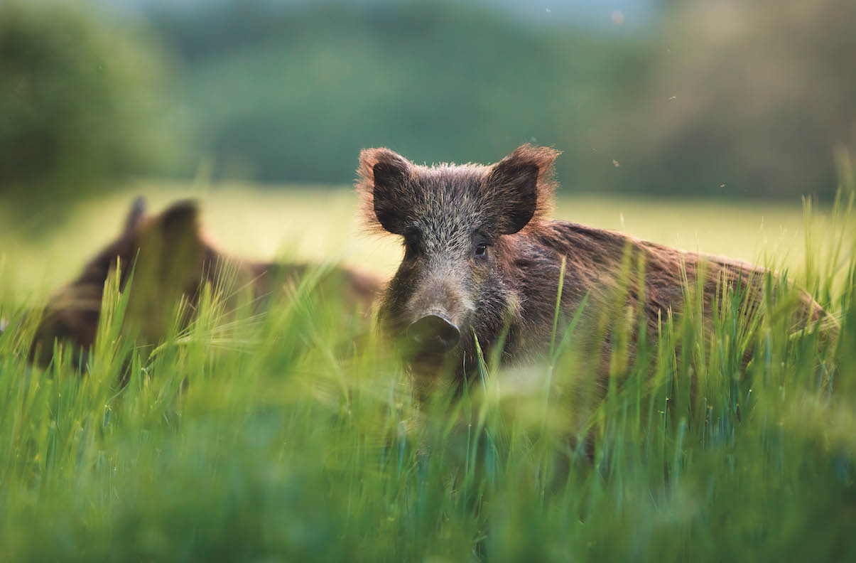 wild boar