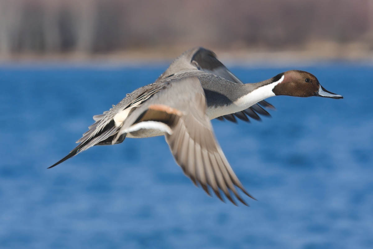 Northern pintail