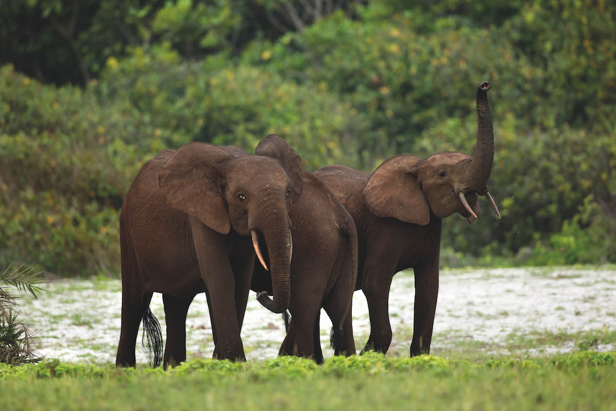 elephants