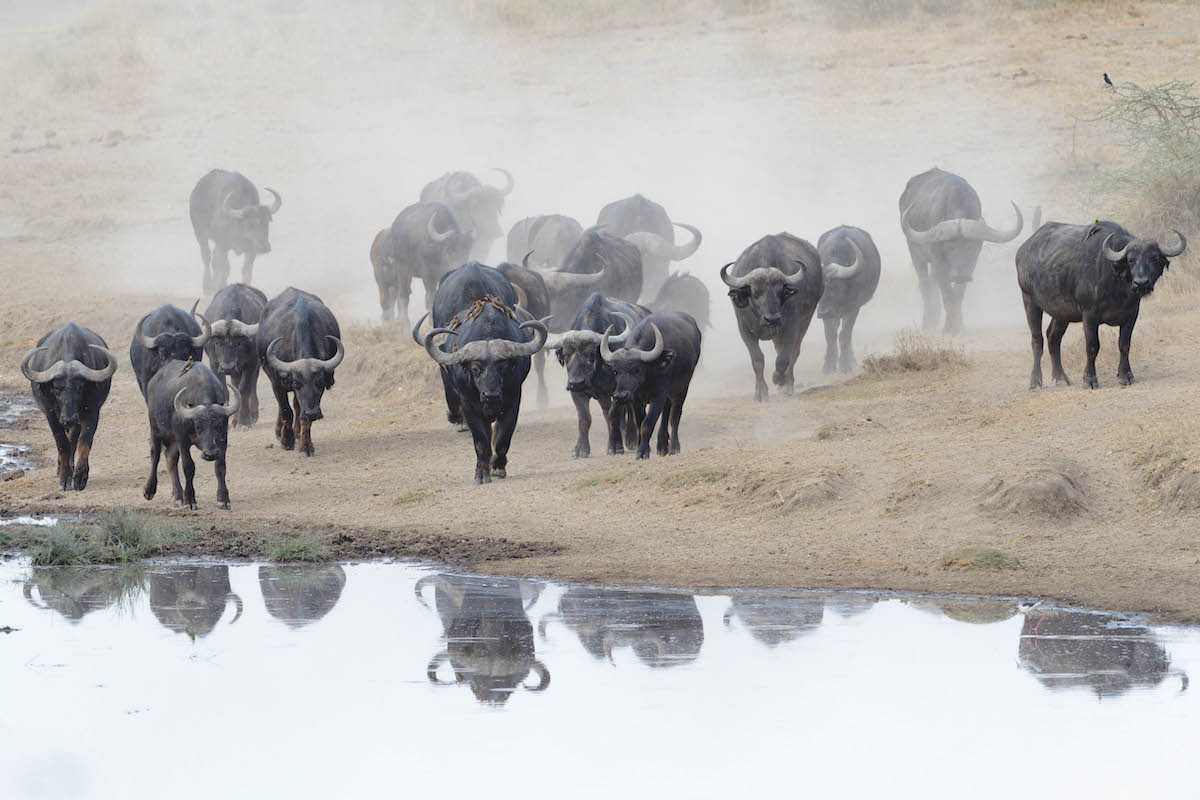 Cape Buffalo